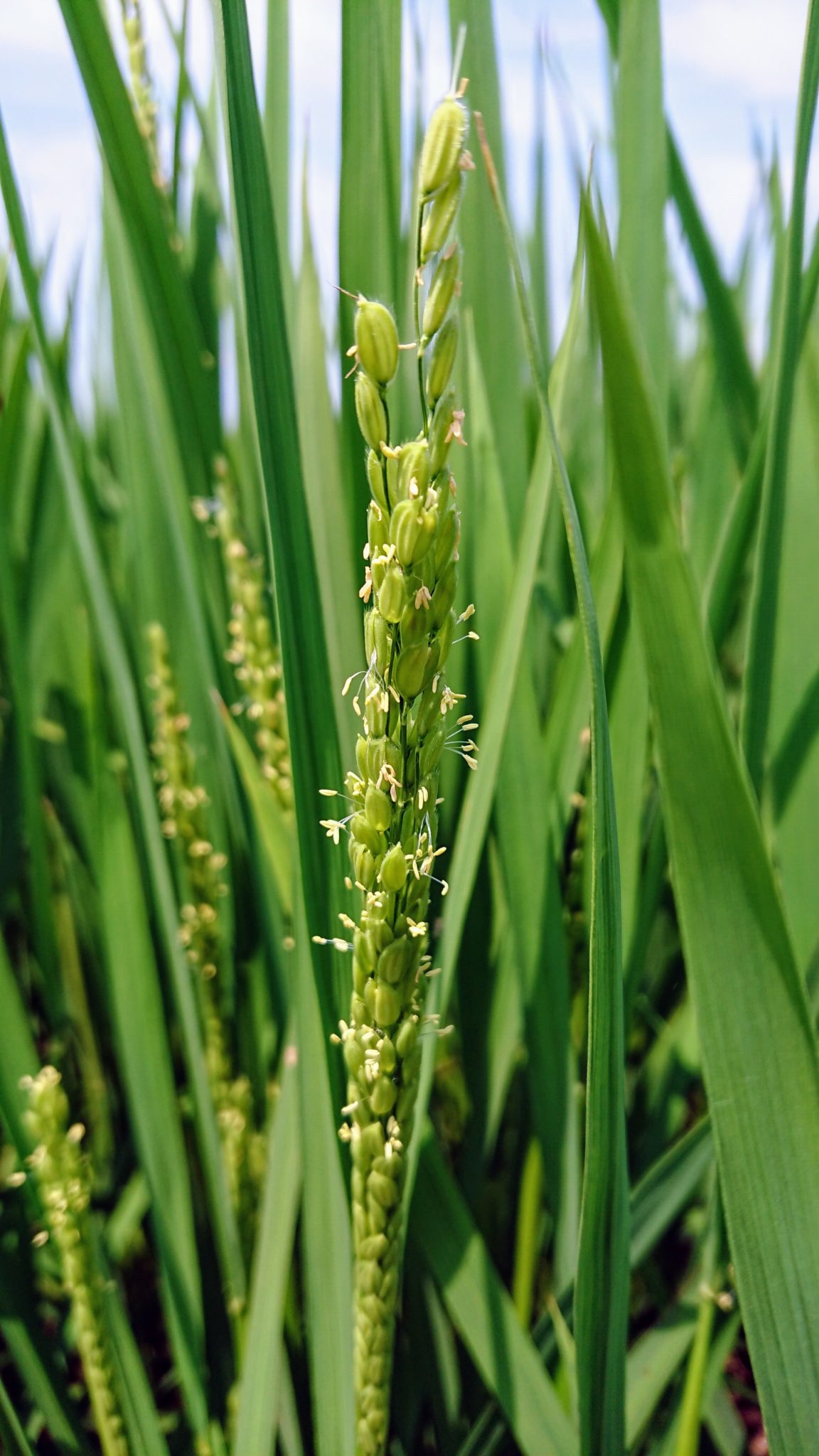 稲の花が咲きました！ | おいしいお米は高橋農産 安心安全の自社生産